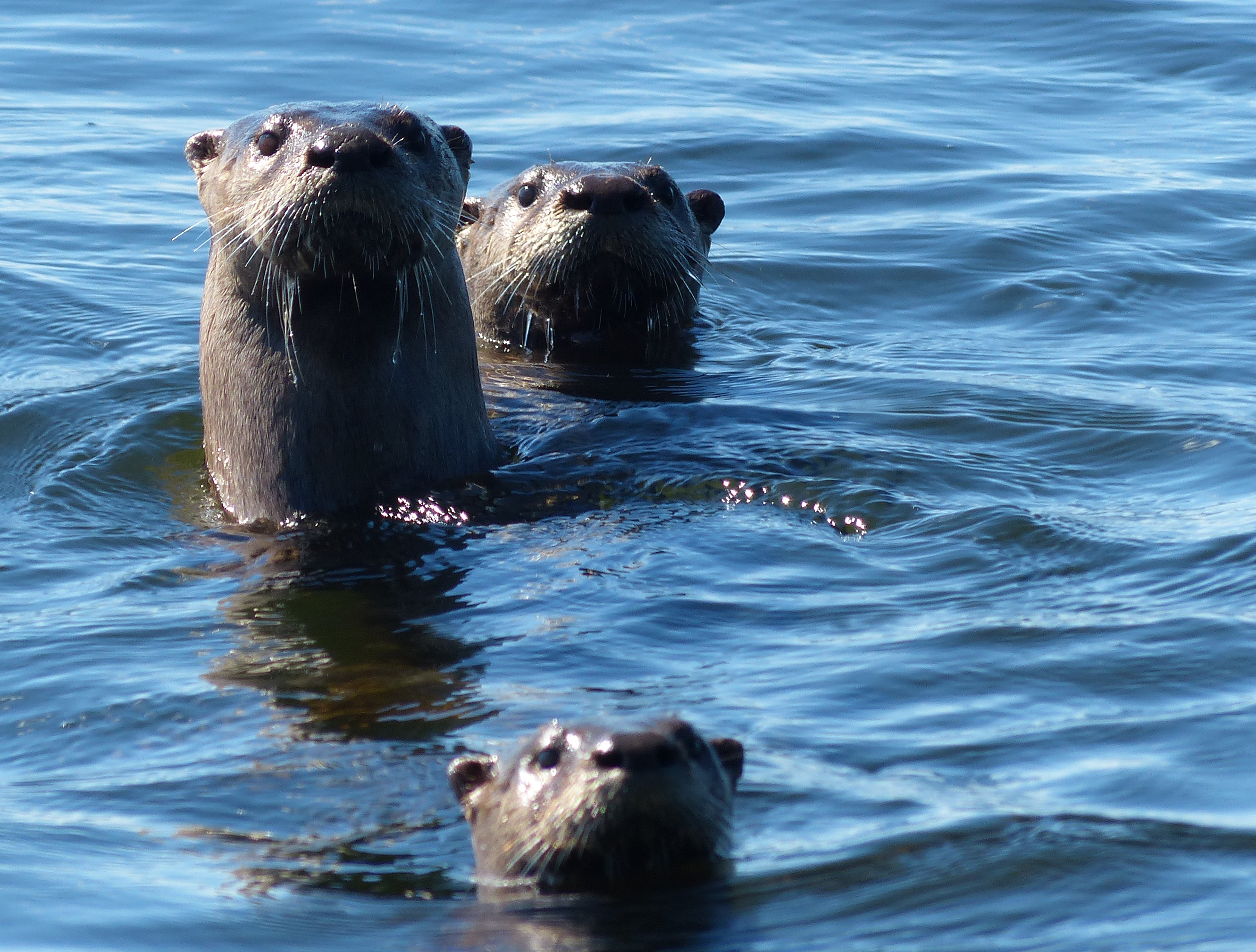 Curious American River Otters in Pigeon Lake.