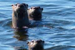 Curious American River Otters in Pigeon Lake.